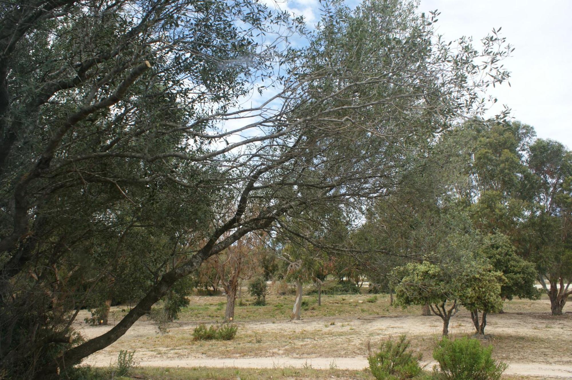 Belle Location Sur Lumio Avec Vue Remarquable Et Jardin Villa Eksteriør bilde